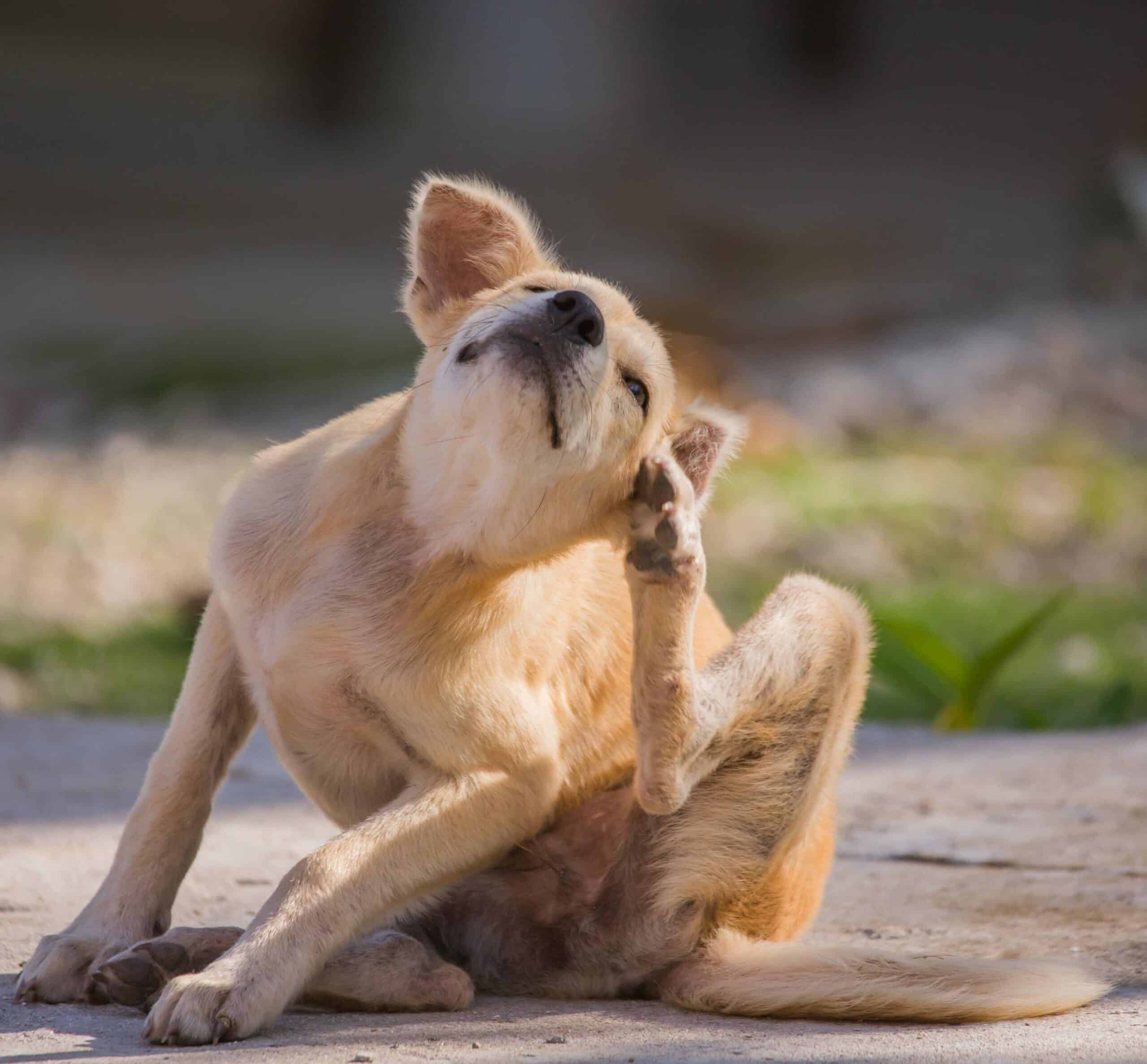 Dermatology and Allergy Care for Dogs and Cats in Shreveport