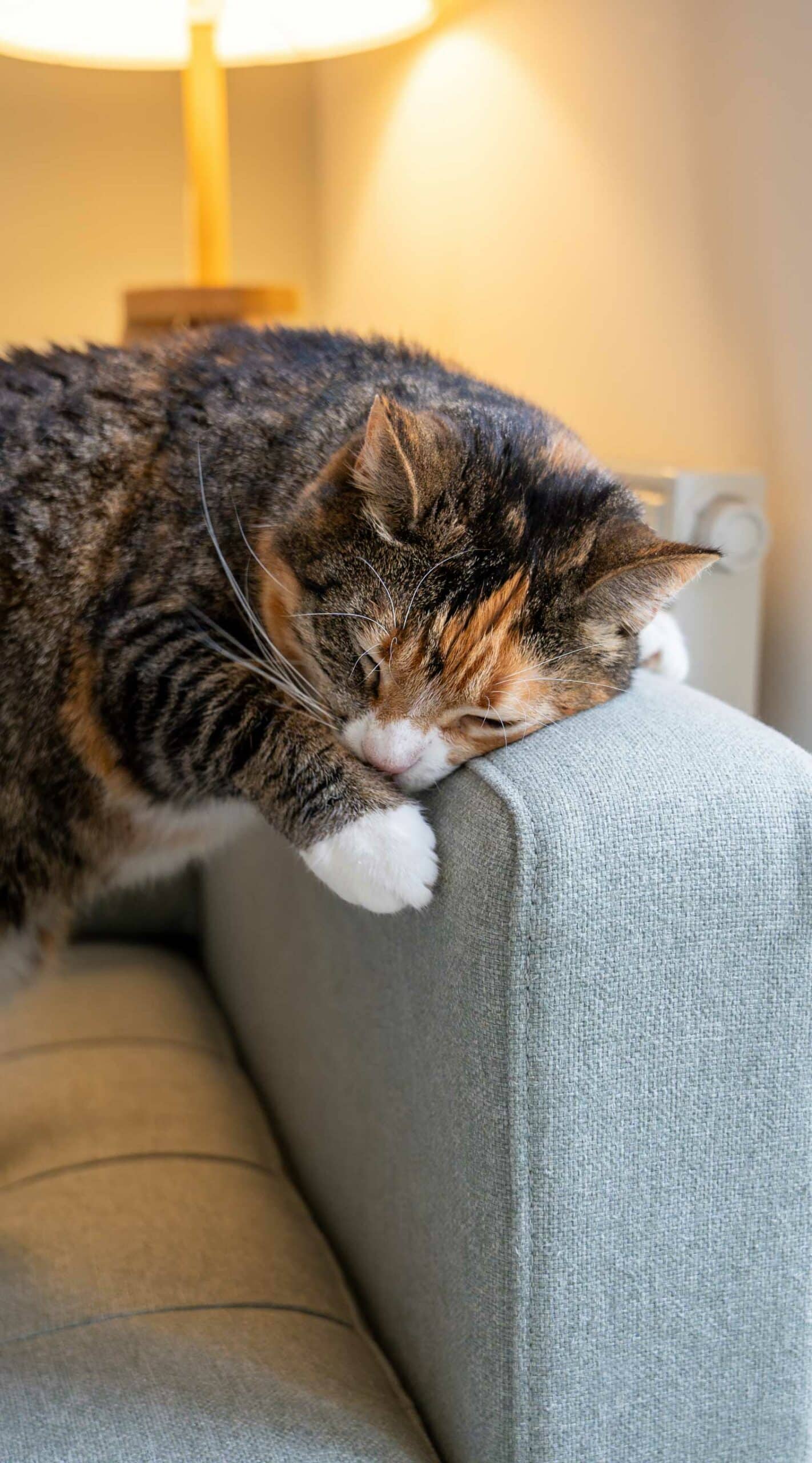 Getting to the Root of the Itch