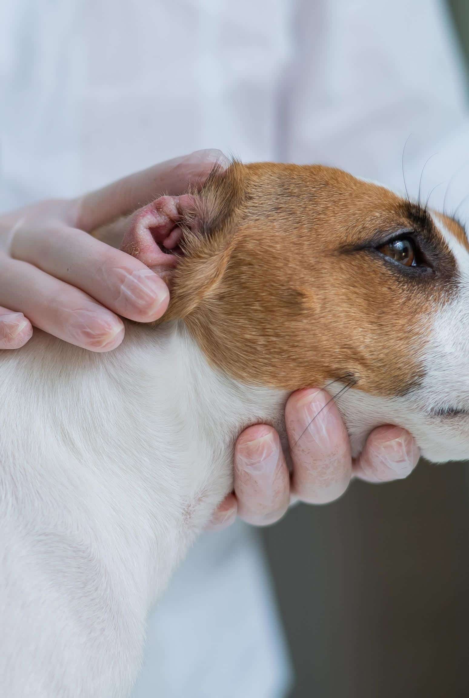 How Often Should My Pet See a Veterinarian?