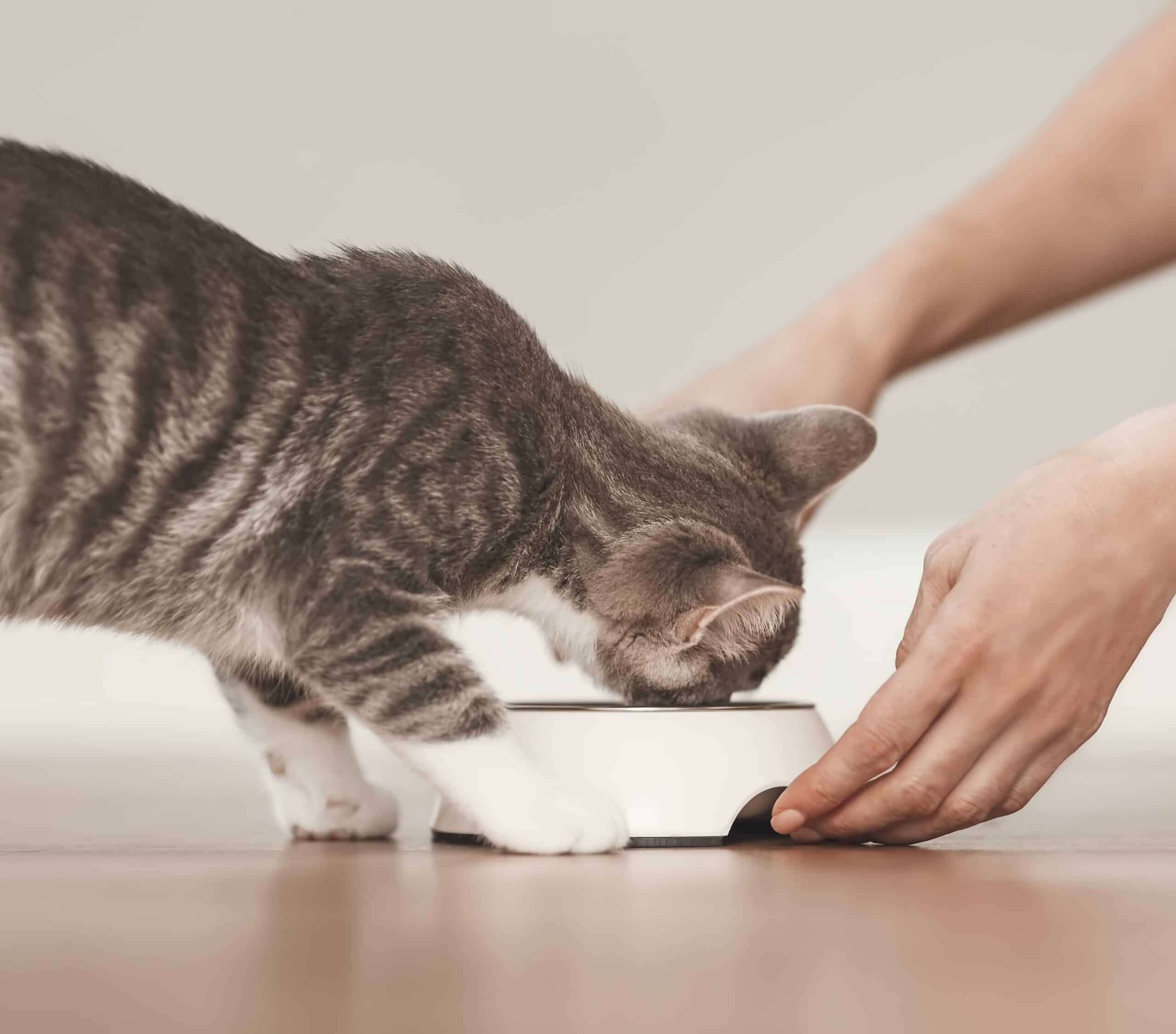 Pet Nutrition & Weight Management