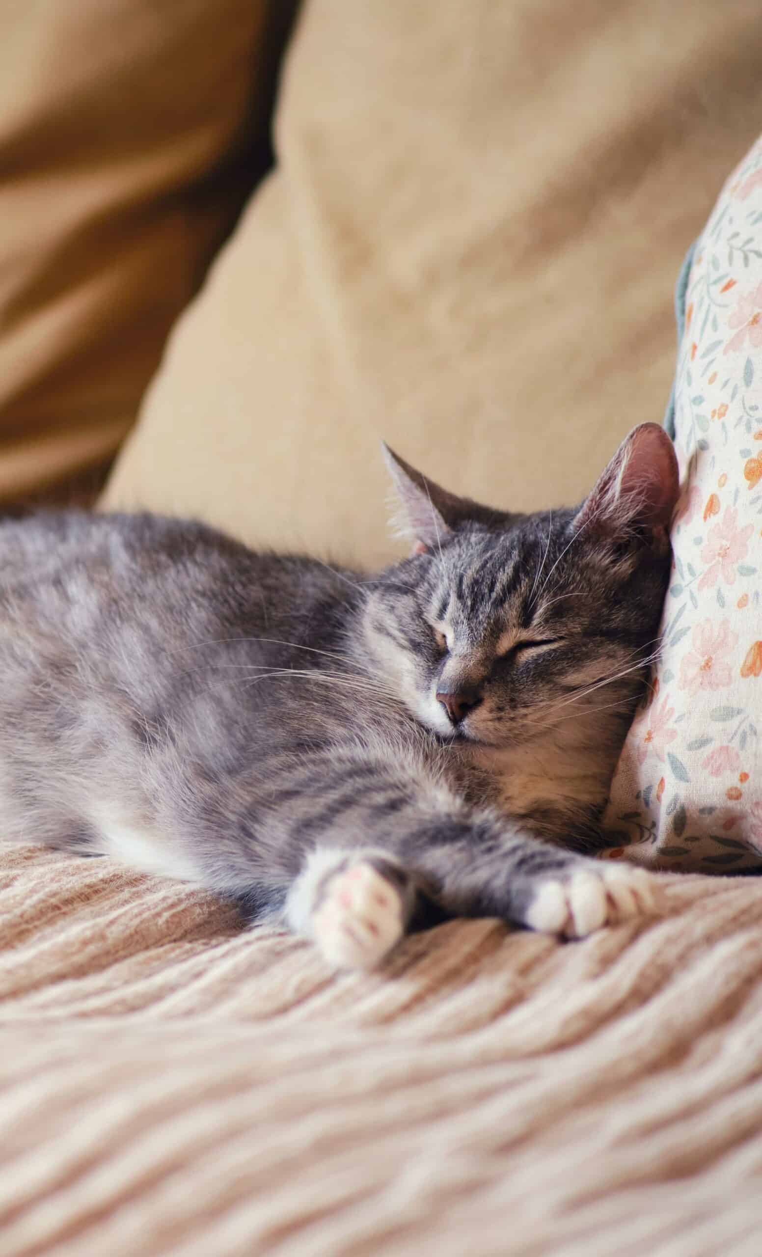 Senior Wellness Exams