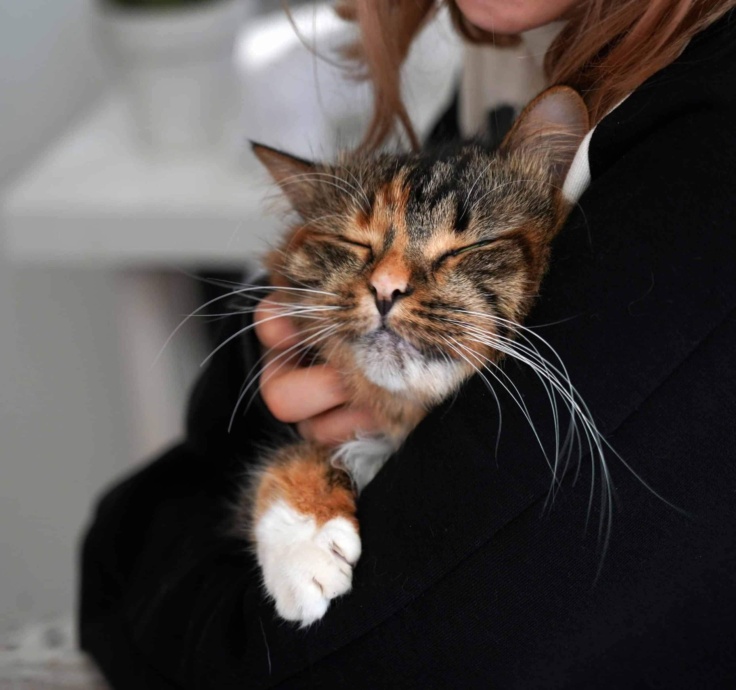 Sick Pet Exams in Shreveport