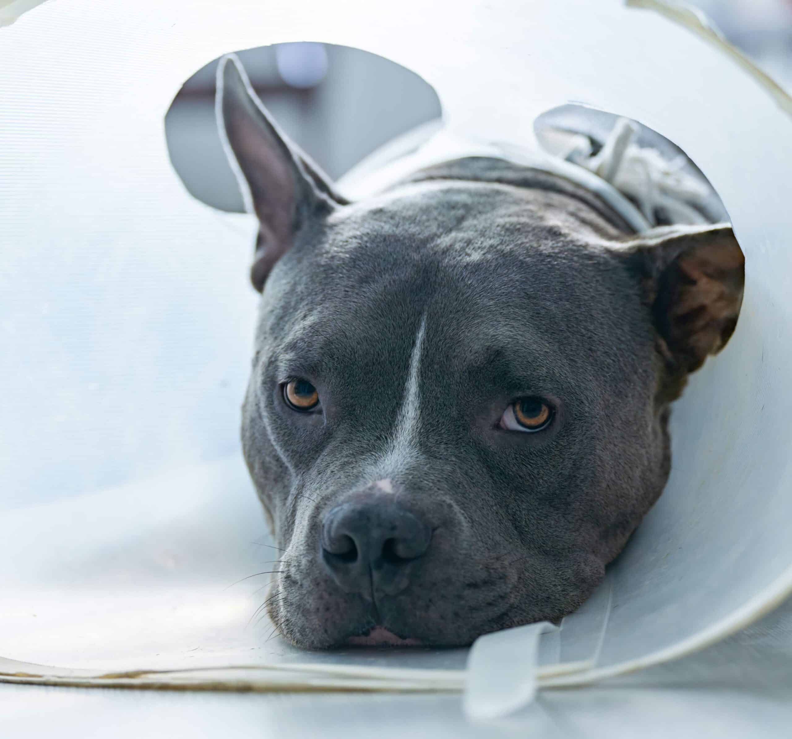 Soft Tissue Surgery for Dogs & Cats