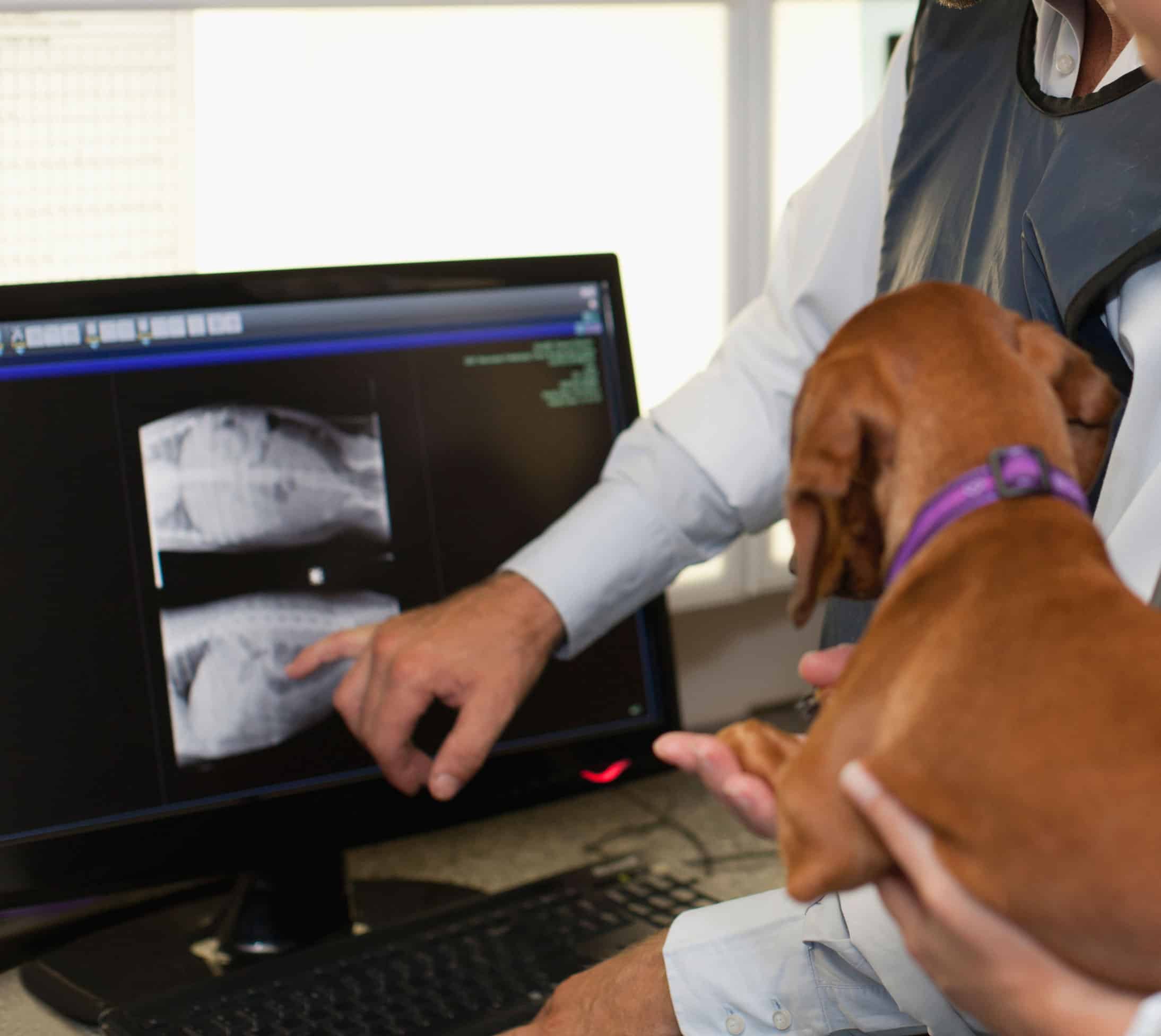 What Makes Progressive Pet Hospital Different