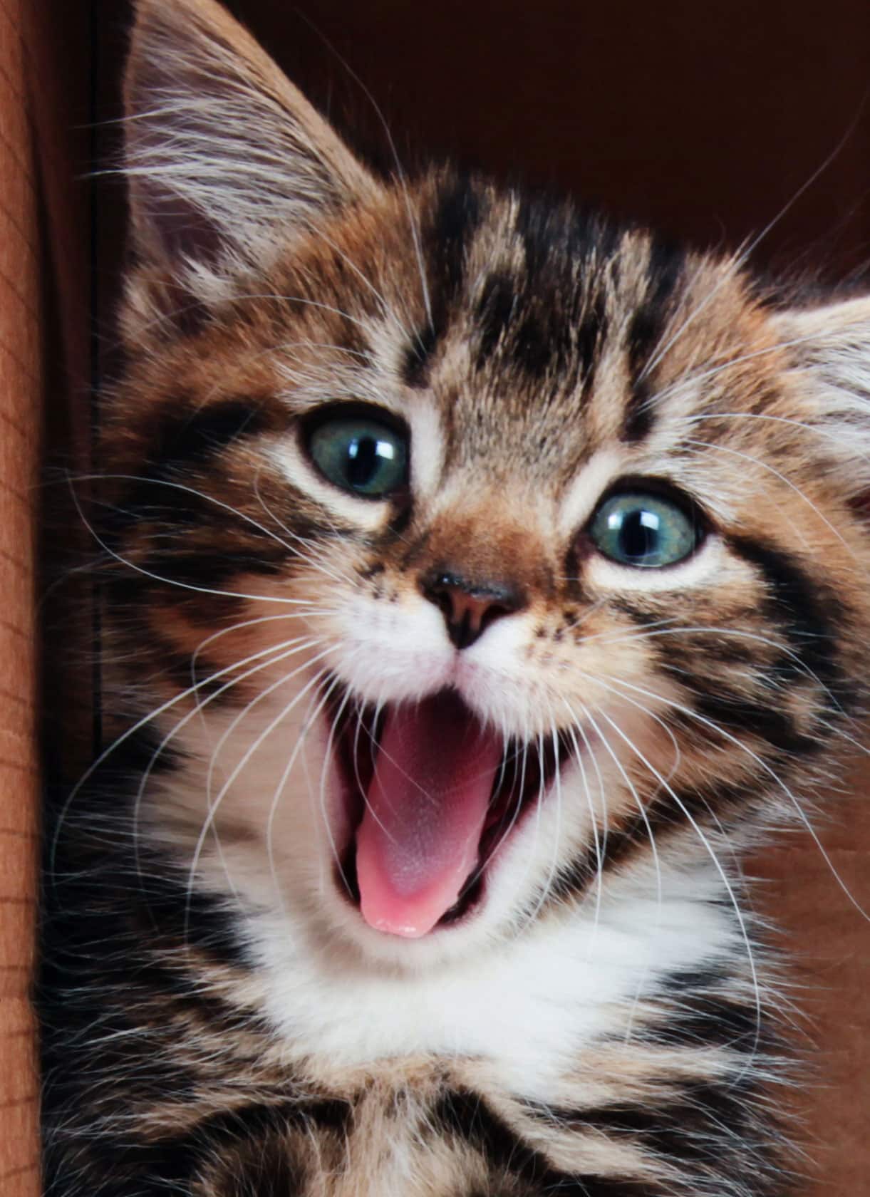 What to Expect During Your Pet’s Dental Visit