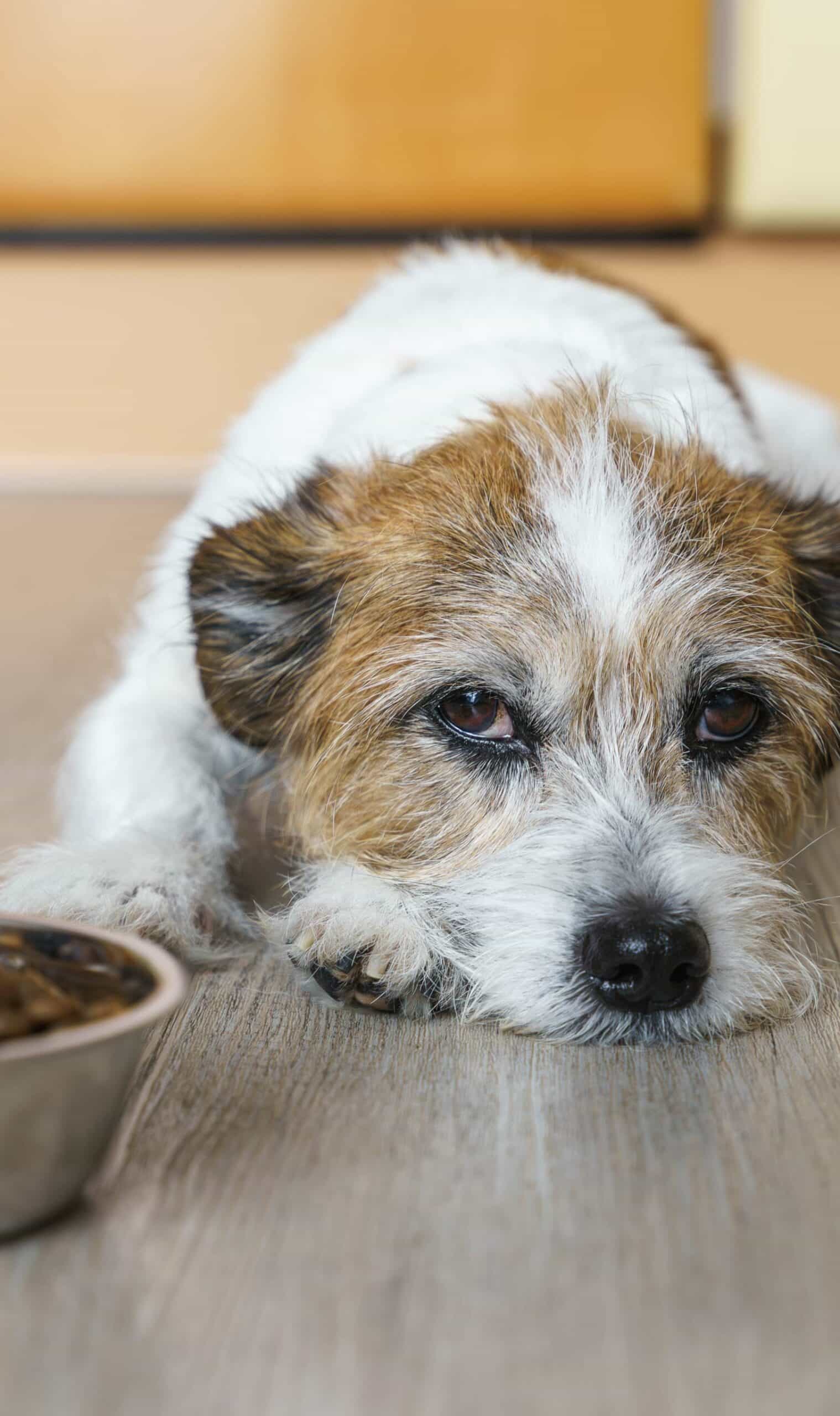 What to Expect During a Sick Pet Exam