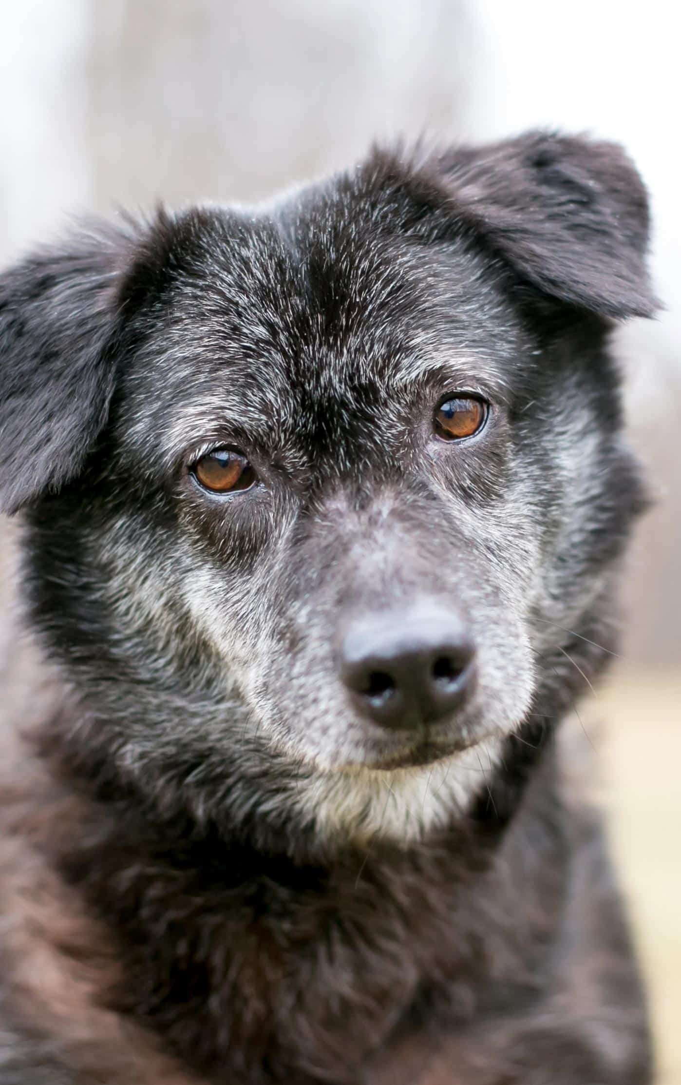 Why Choose Progressive Pet Hospital for Senior Pet Care in Shreveport?