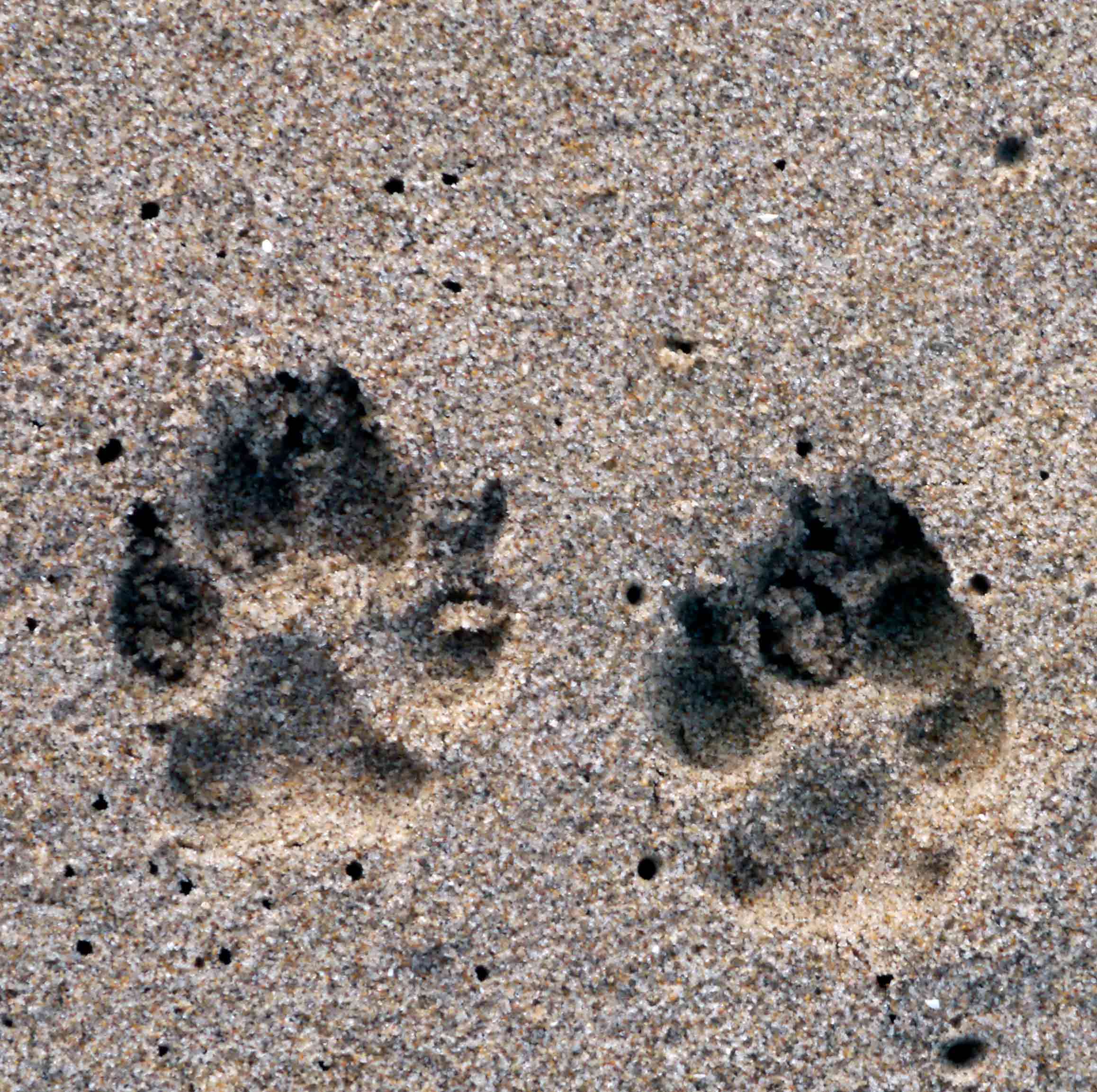 Why Families in Shreveport Choose Progressive Pet Hospital